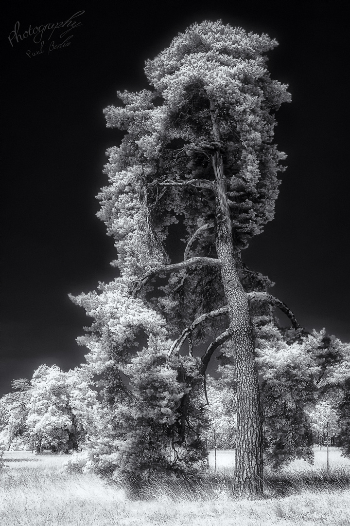 the tree (infrared)