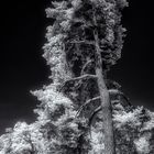 the tree (infrared)