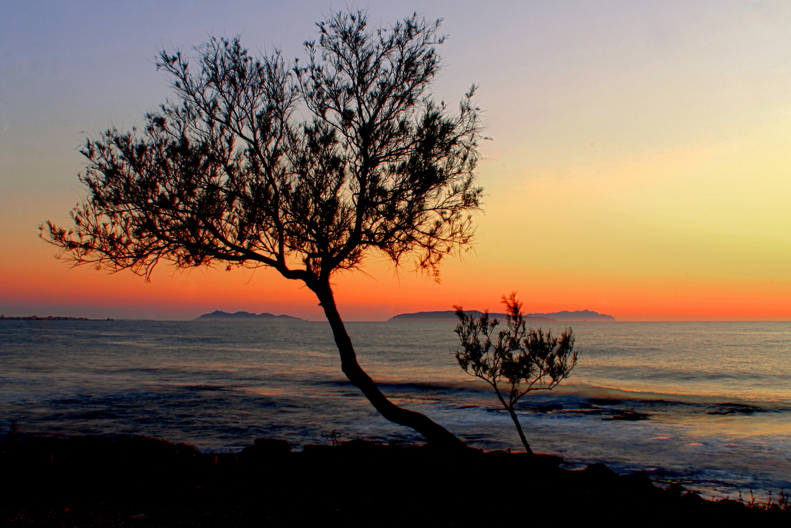 ... the tree near the sea ...