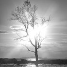 The Tree of Life, standing in the ocean in front of Ko Phi Phi