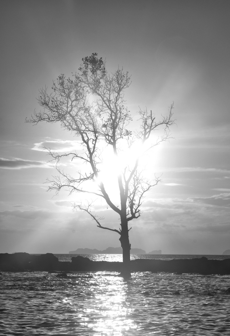 The Tree of Life, standing in the ocean in front of Ko Phi Phi