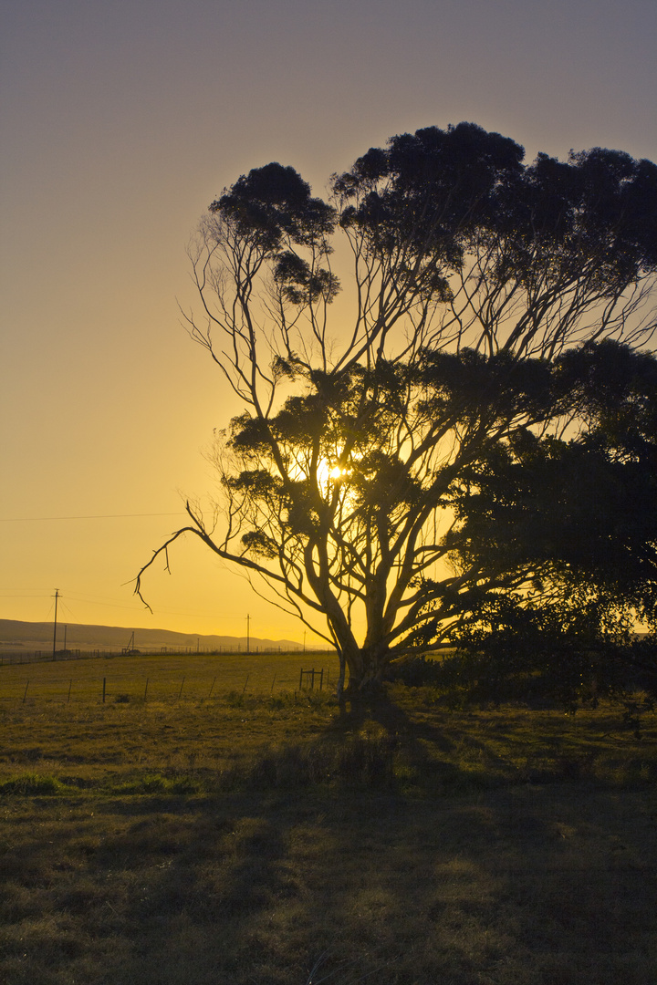 The tree of light