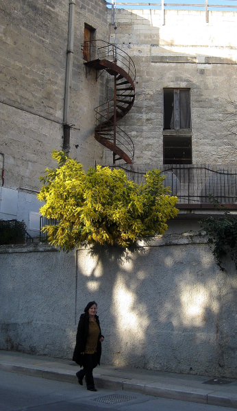 The tree of "Mimosa" for the parthy of all  Womens