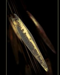 The tree of the life