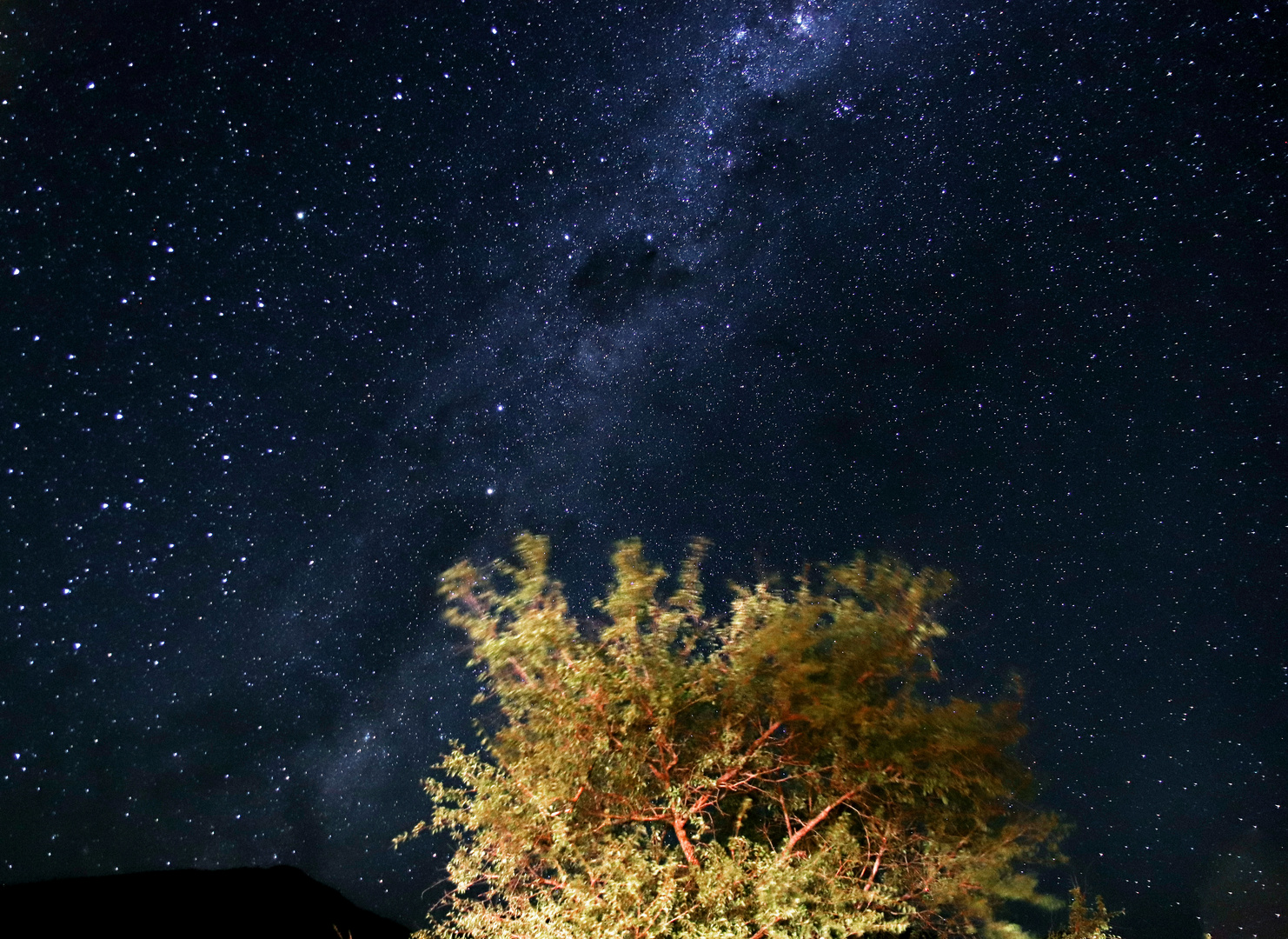 The tree on the milkway 