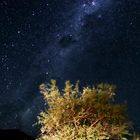 The tree on the milkway 