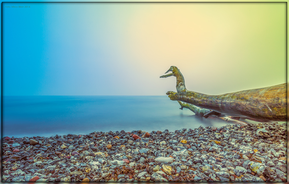 The tree on the sea