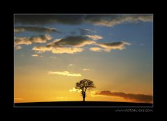 The tree on top of the hill