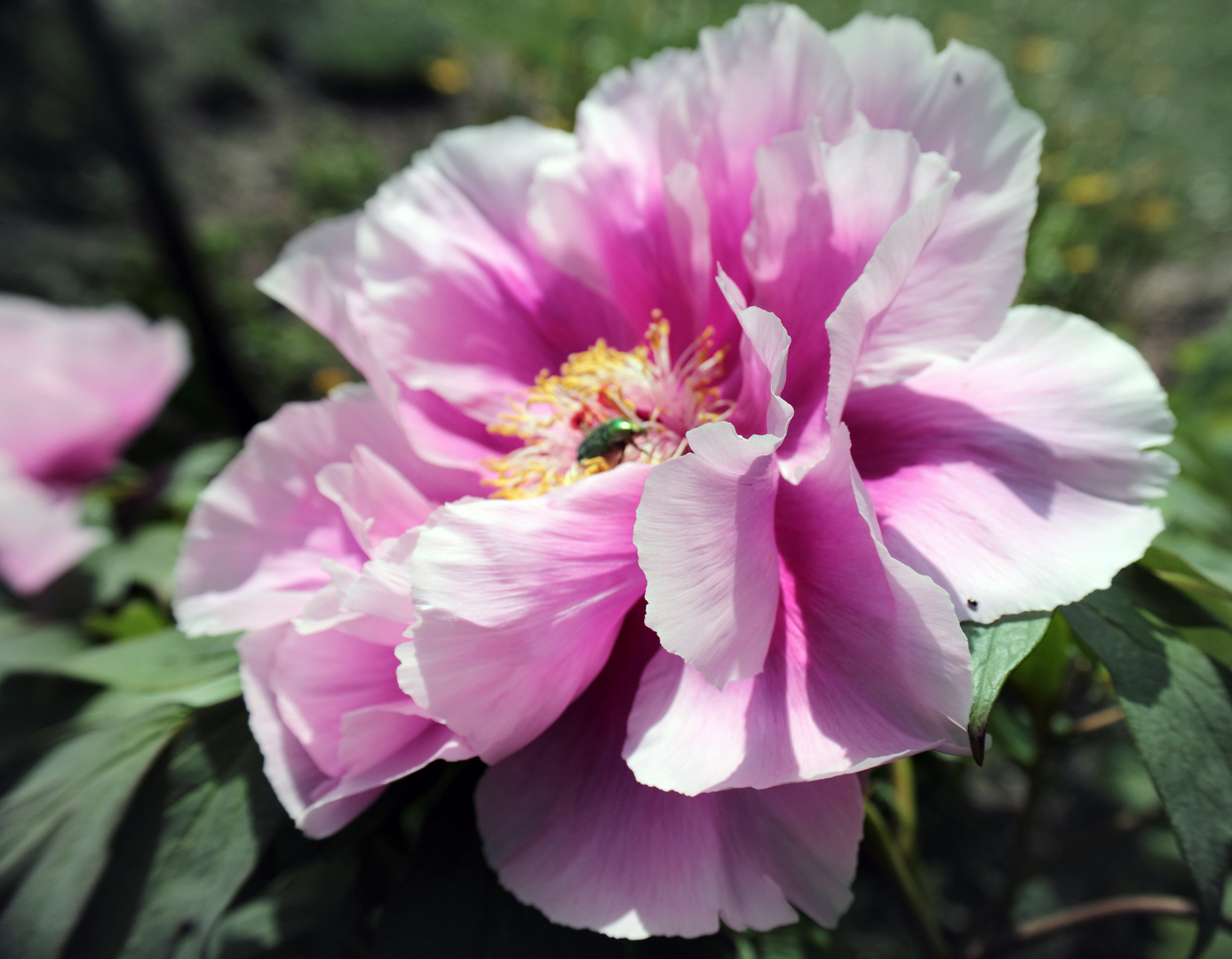 The tree peony flower.