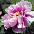 The tree peony flower.