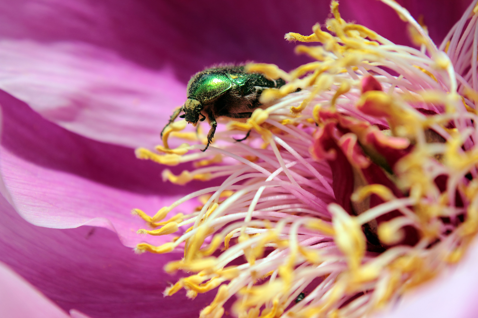 The tree peony flower's dweller.