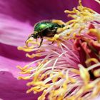 The tree peony flower's dweller.