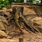 the tree root
