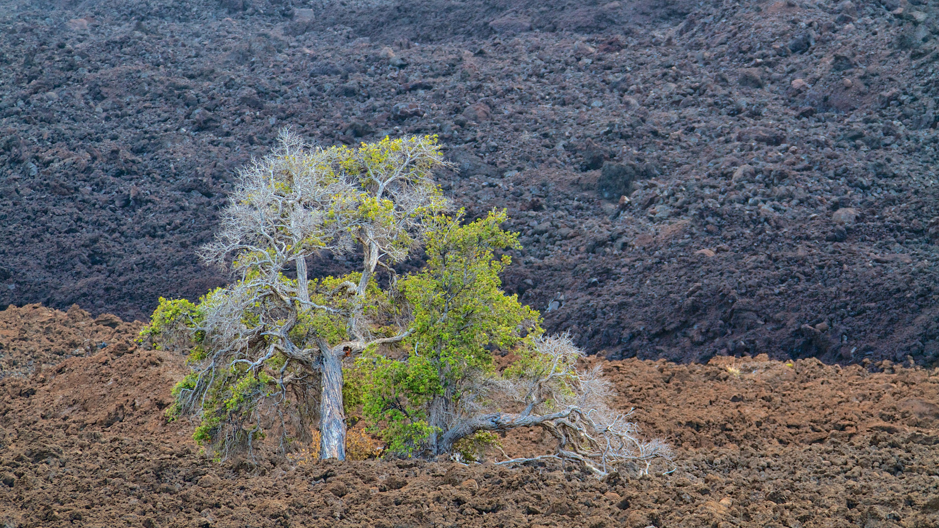 The tree that survived