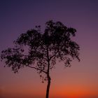 The tree, the fog and the sun