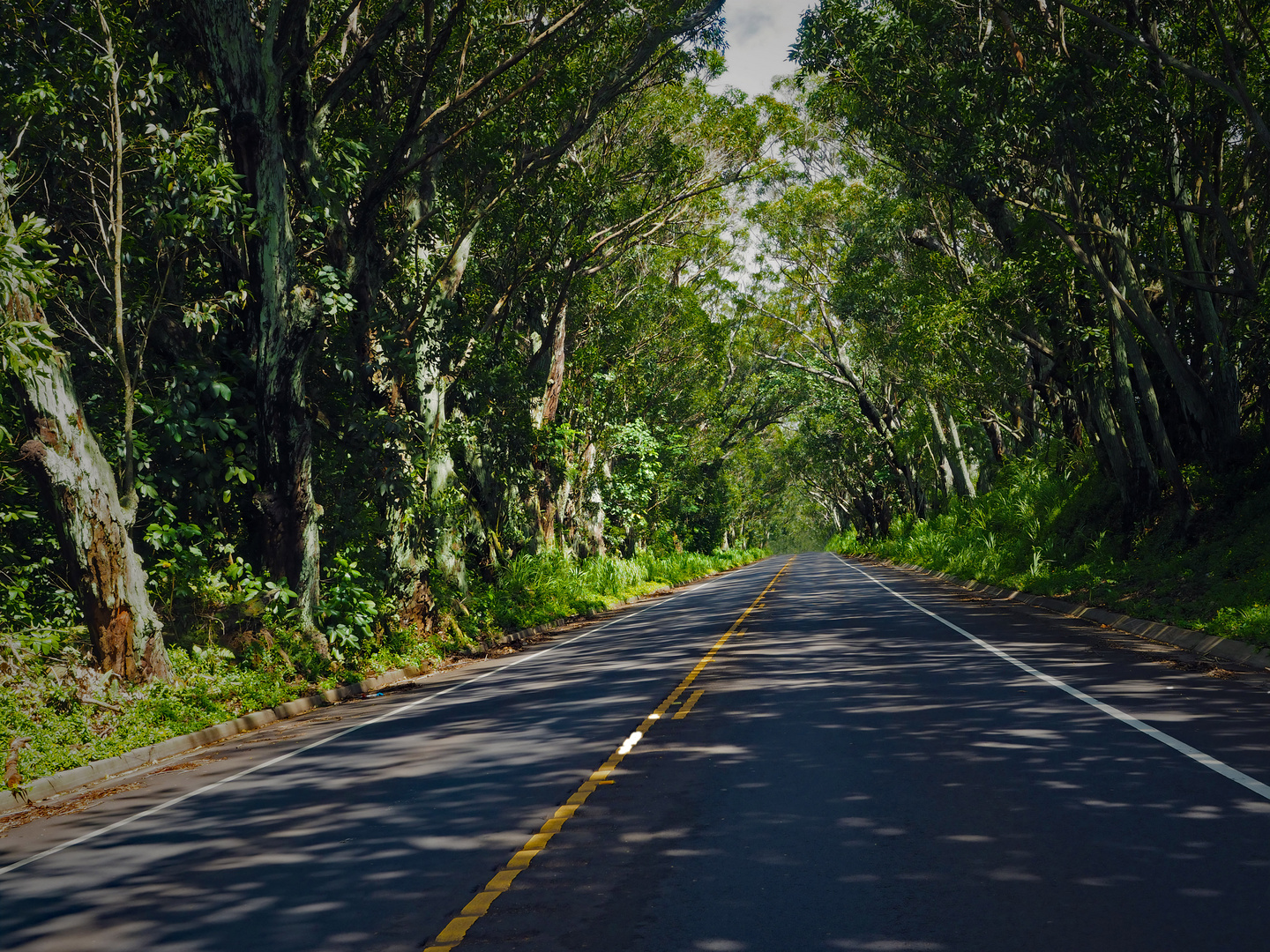 The Tree Tunnel