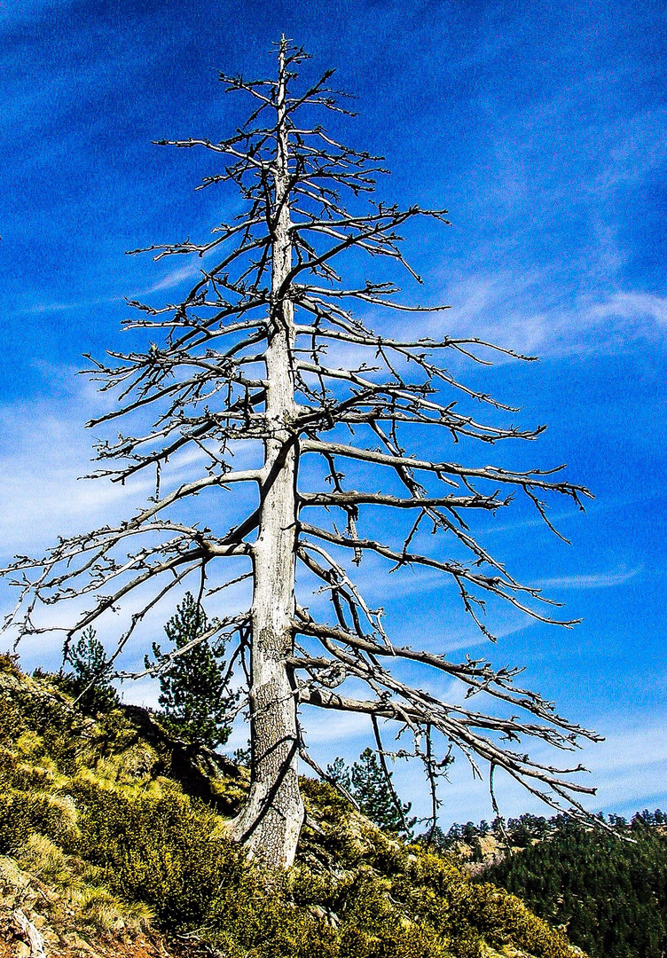 The trees at my village-1