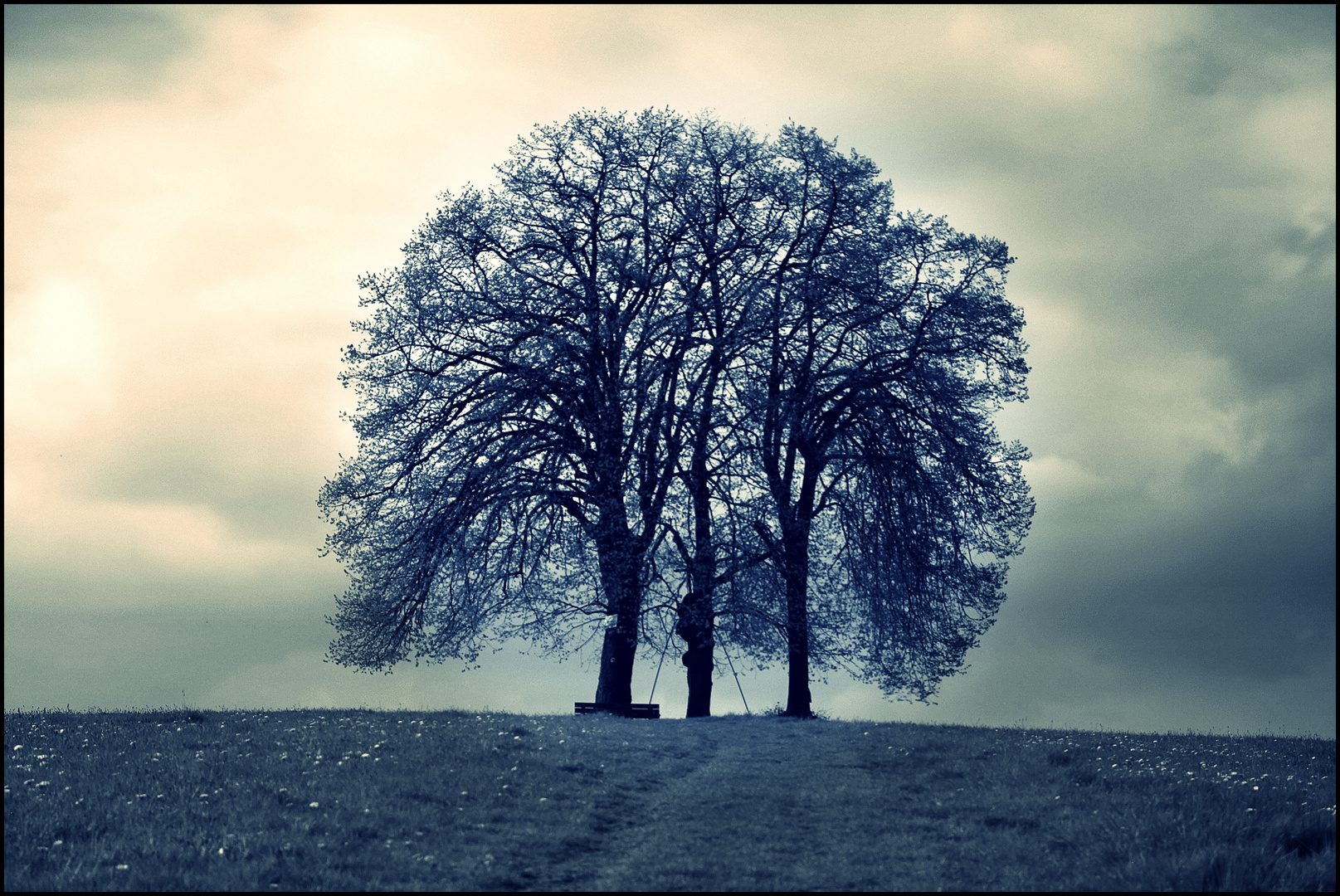 The trees at the end of the village