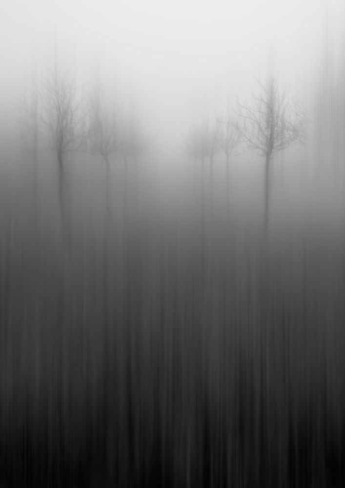 THE Trees in the fog