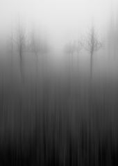 THE Trees in the fog