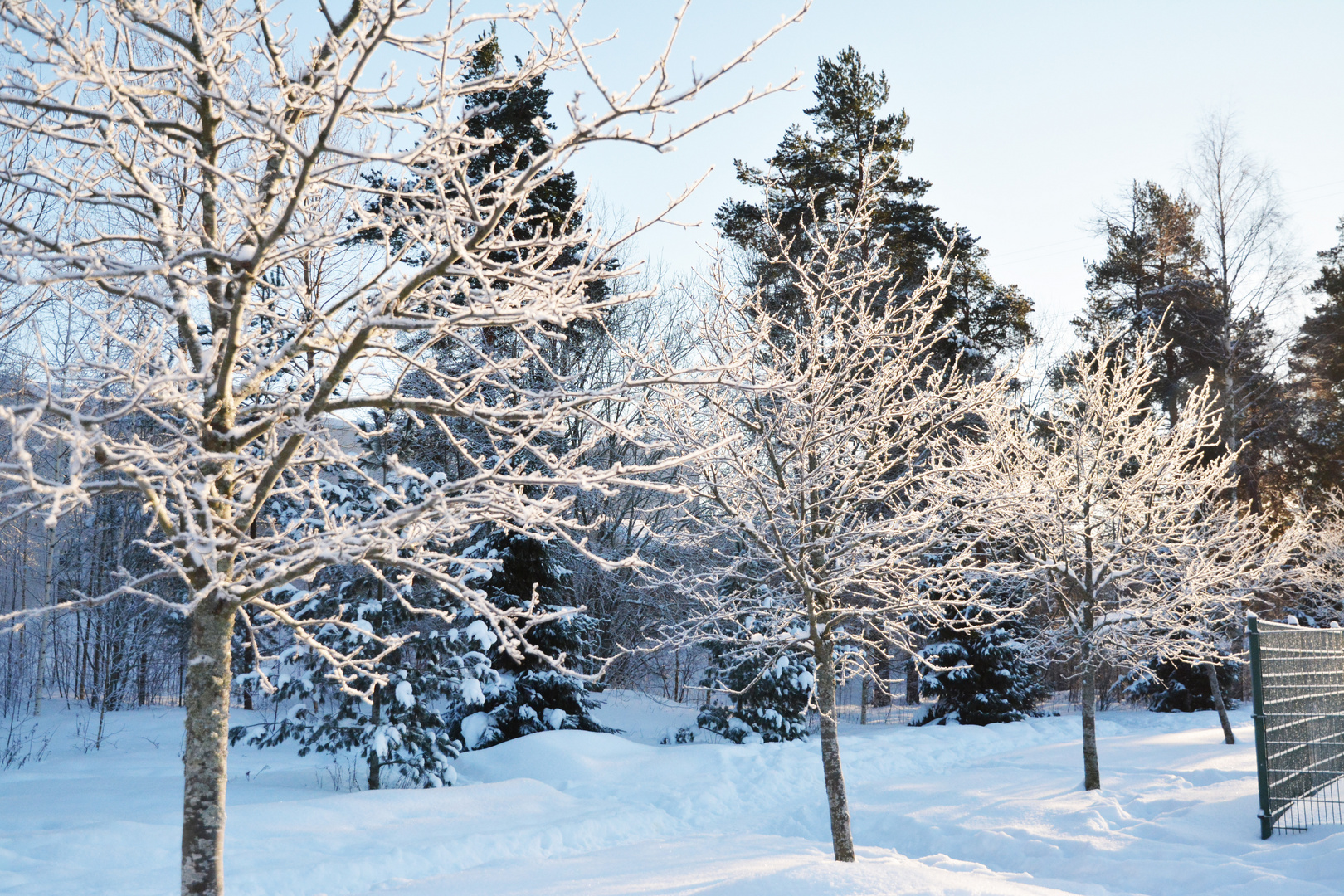 The trees on sun