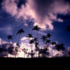 THE TREES, the clouds AND THE SKY