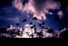 THE TREES, the clouds AND THE SKY