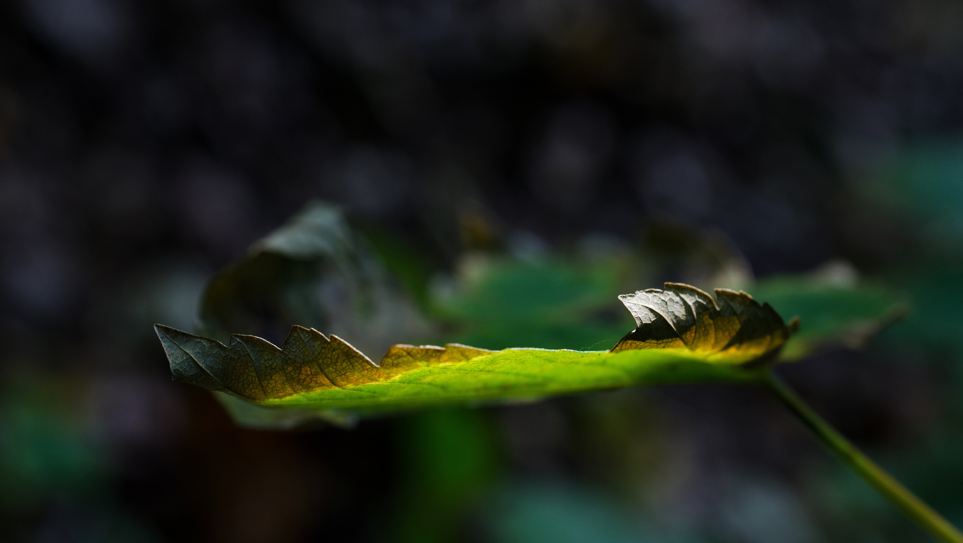 the trembling of a leaf.