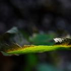 the trembling of a leaf.