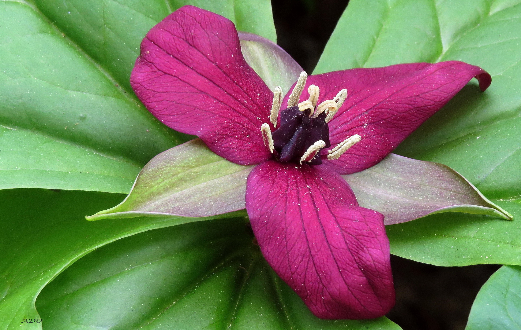 The Trillium