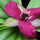 The Trillium