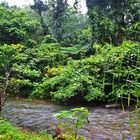 * the tropical north Queensland * 