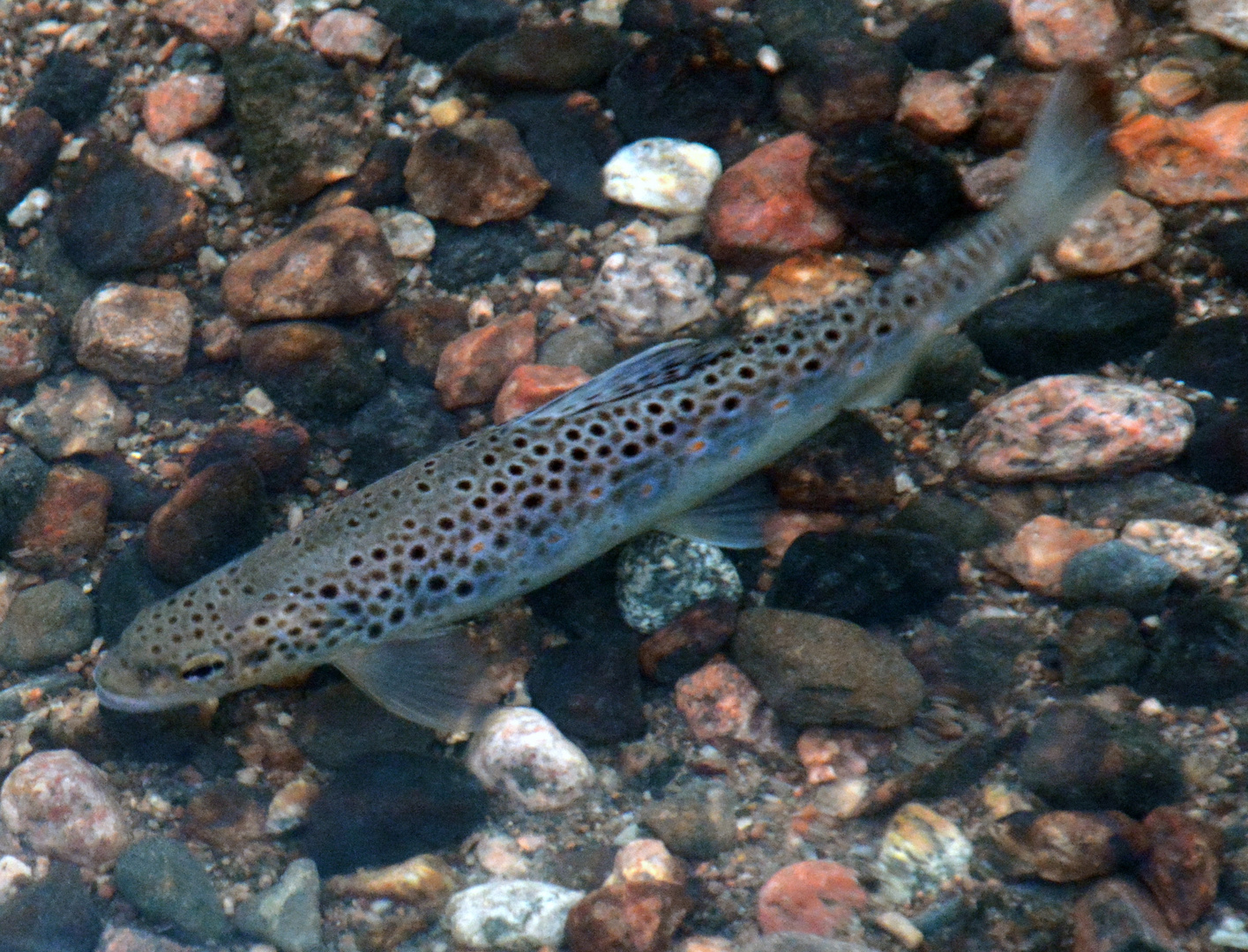 The trout