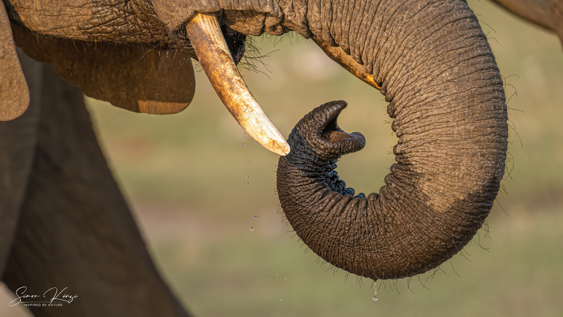 The Trunk