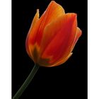 the tulip