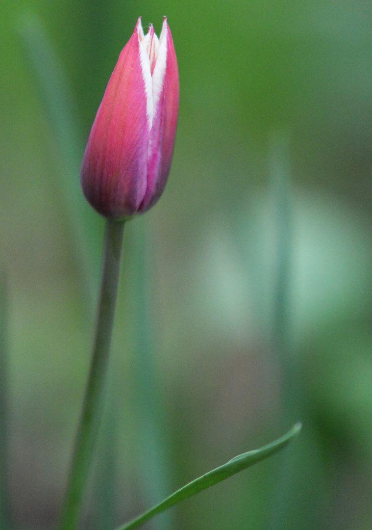 The tulip