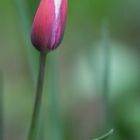 The tulip