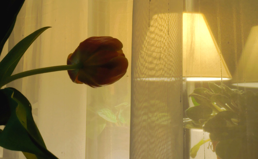 The Tulip And The Lamp