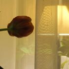 The Tulip And The Lamp