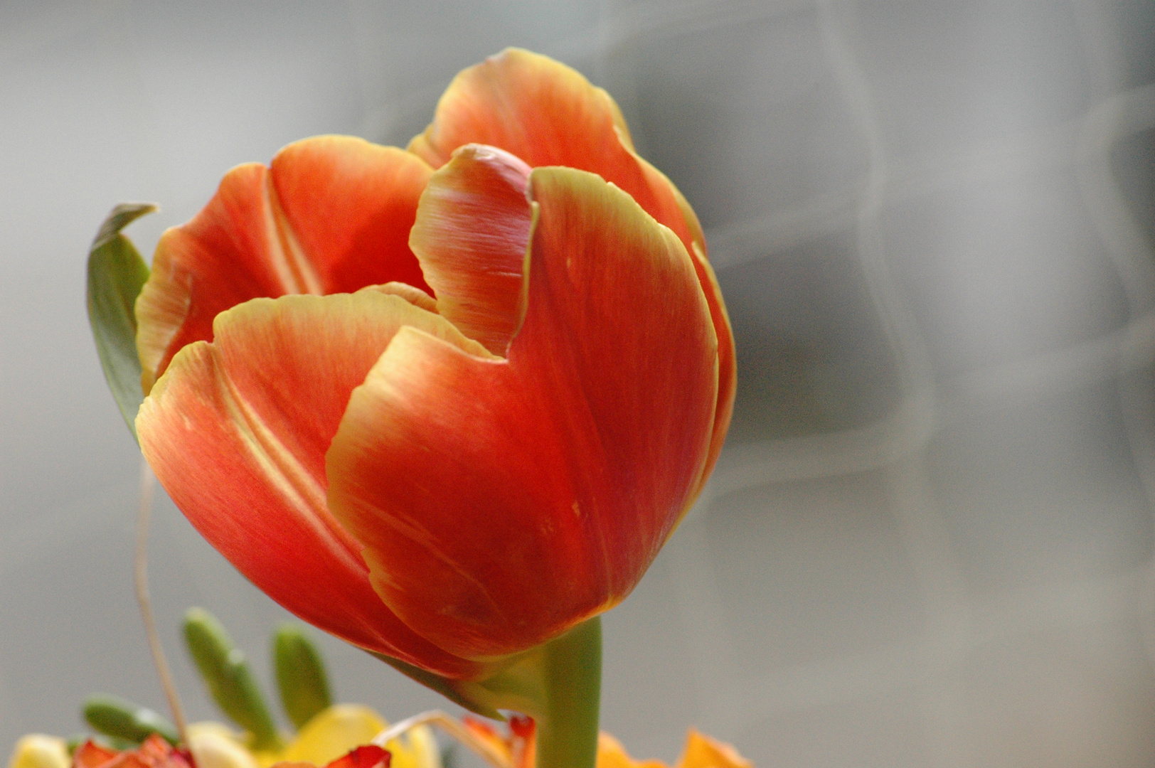 the tulip