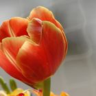 the tulip