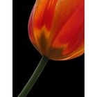 the tulip