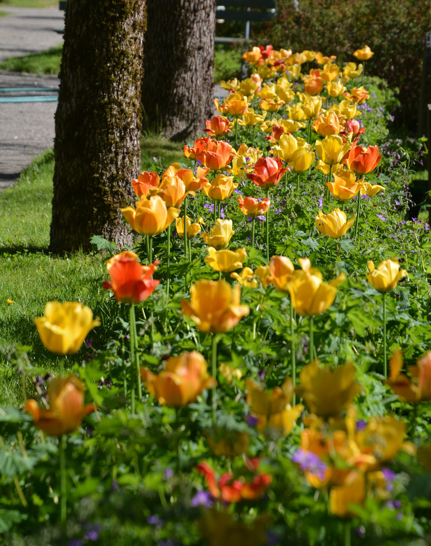 The tulip row