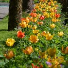 The tulip row