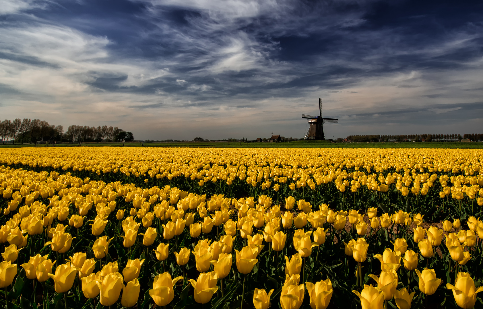 The Tulips And The Mill