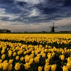The Tulips And The Mill