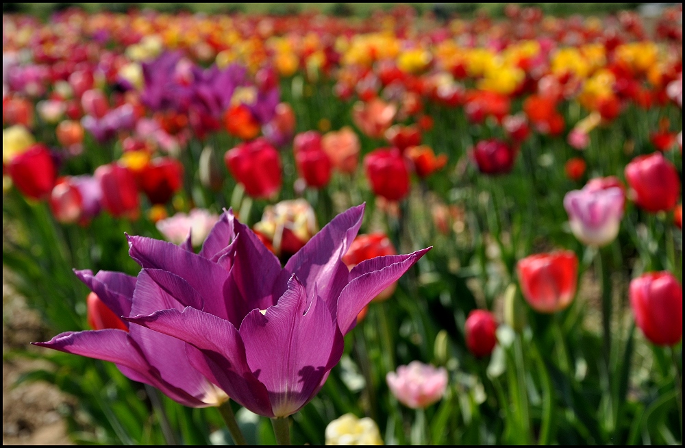 the tulips