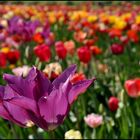 the tulips