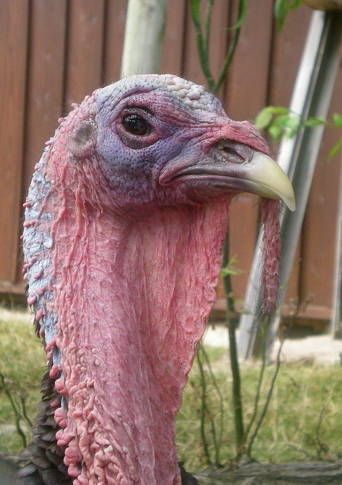 the turkey