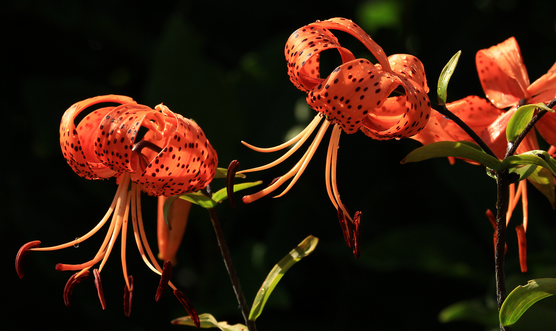 The Turks Cap.